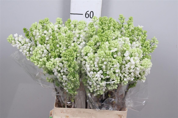 <h4>Syr V Mme Fl Stepman 2+</h4>