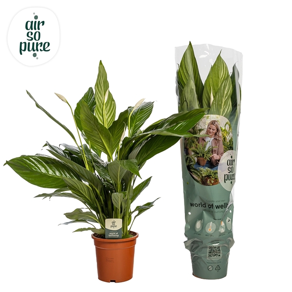 <h4>Spathiphyllum 'Bingo Cupido' ASP</h4>