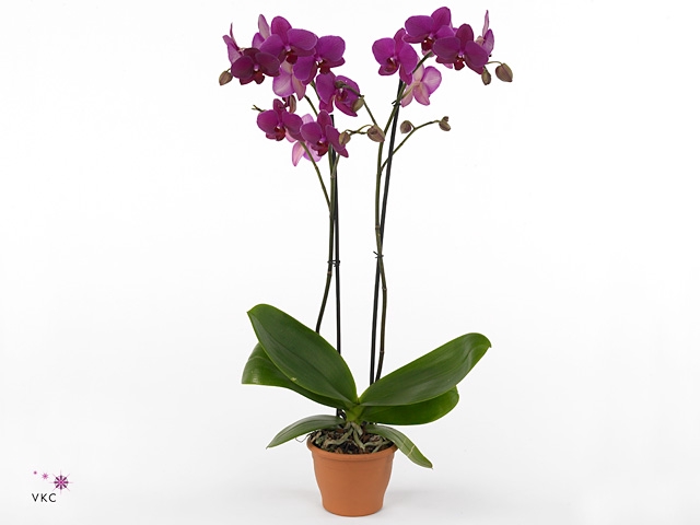 PHAL F VIVALDI