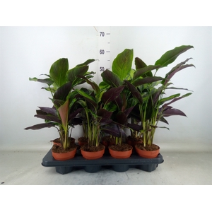 Codiaeum var. KL 'Mrs Iceton'