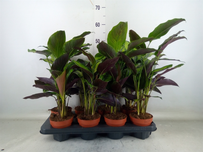 <h4>Codiaeum var. KL 'Mrs Iceton'</h4>