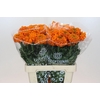 Tagetes Marigold Promise Orange