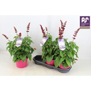 SALVIA  LAKE FLAMING