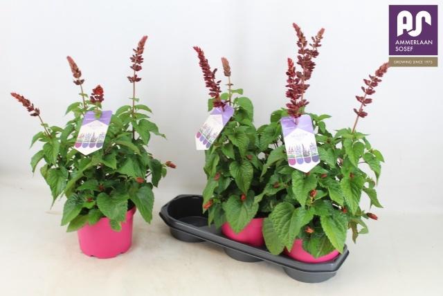 <h4>SALVIA  LAKE FLAMING</h4>