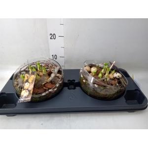 Planten ..in schaal L%