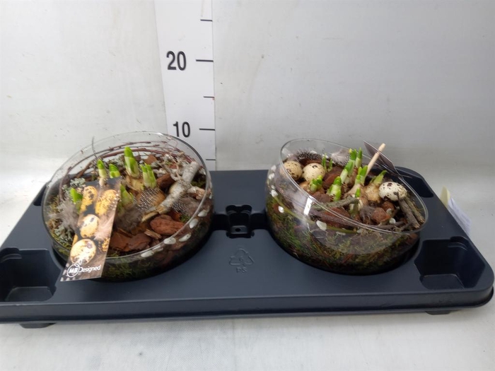 <h4>Planten ..in schaal L%</h4>