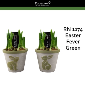 Narcis Rom 1174 Easter Fever Green