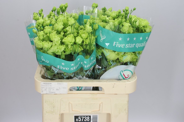 <h4>Eust Du Rosanne Emerald</h4>