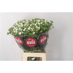 Phlox Whitecap