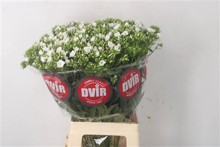 <h4>Phlox Whitecap</h4>