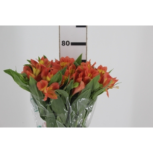 ALSTROEMERIA TROPICANA 080 CM