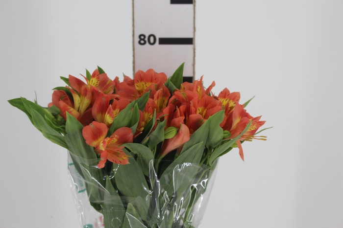 <h4>ALSTROEMERIA TROPICANA 080 CM</h4>