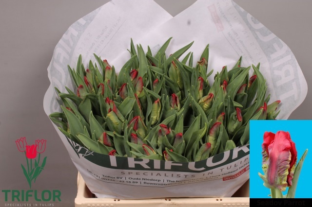 <h4>TU PA SEADOV PARROT</h4>