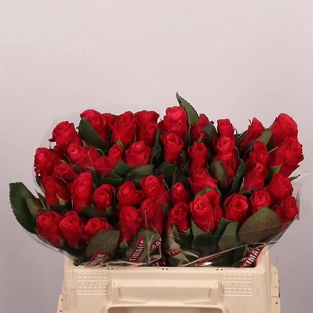 <h4>R GR TACAZZI+</h4>