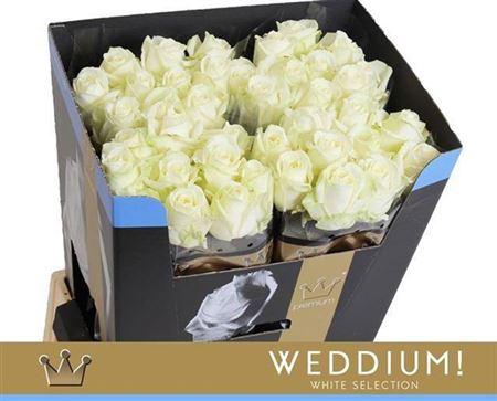 <h4>R Gr Avalanche+</h4>