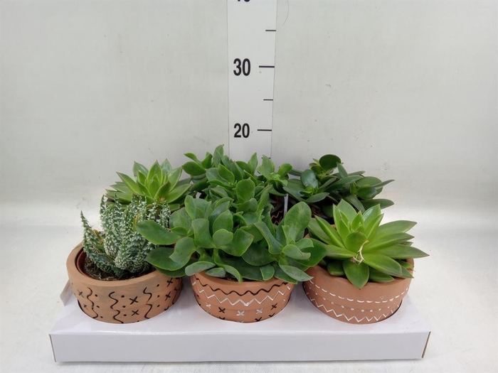 <h4>Succulents   ...</h4>