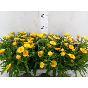 Xerochrysum bract. 'Crispy Yellow'