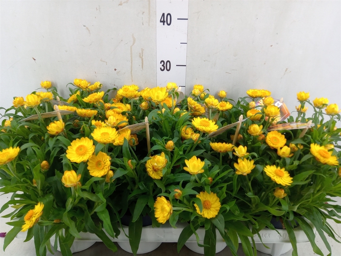 <h4>Xerochrysum bract. 'Crispy Yellow'</h4>