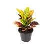 CROTON HIBRIDO PETRA P15