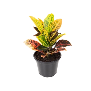 CROTON HIBRIDO PETRA P15