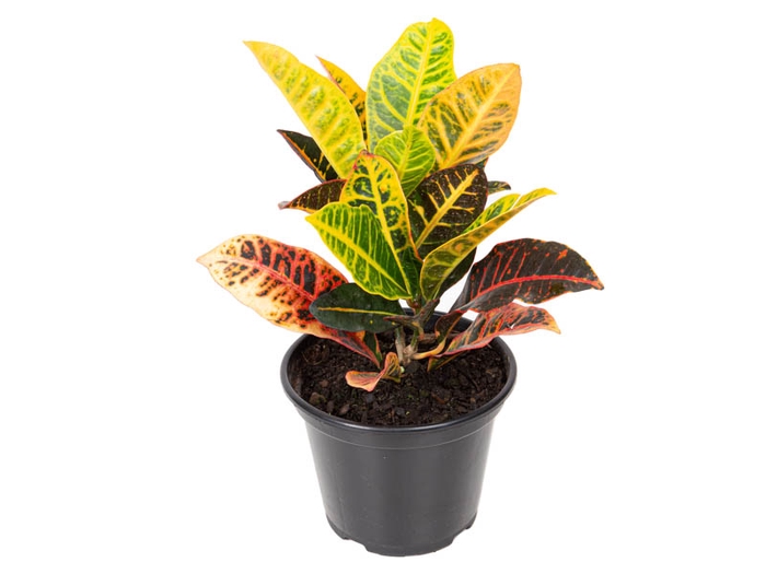 CROTON HIBRIDO PETRA P15