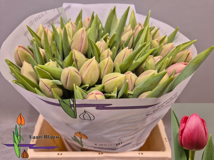 <h4>TU DU ETCHED SALMON</h4>