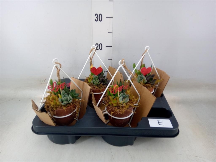 Arr.  Succulents L%
