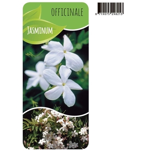 Jasminum officinale