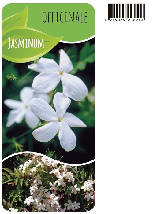 <h4>Jasminum officinale</h4>