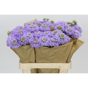 Scabiosa Scoop Focal Lavender