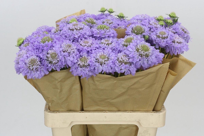 <h4>Scabiosa Scoop Focal Lavender</h4>