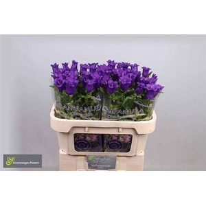 Campanula M Champion Blue