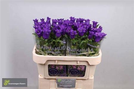 <h4>Campanula M Champion Blue</h4>