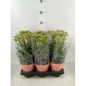 Kalanchoe HG 'Lucky Bells'