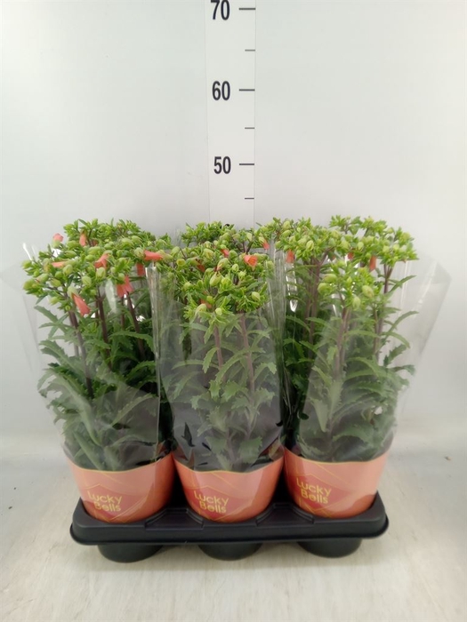 <h4>Kalanchoe HG 'Lucky Bells'</h4>
