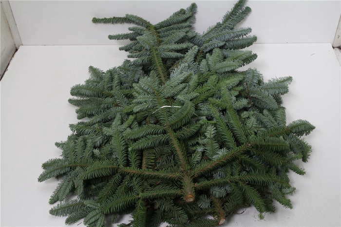 <h4>Nobilis Witband 5kg</h4>