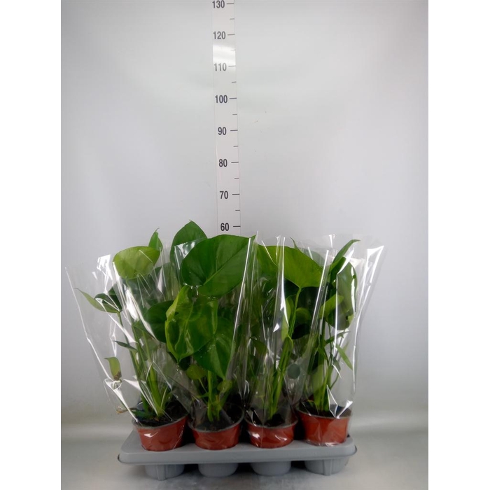 <h4>Monstera delic.</h4>