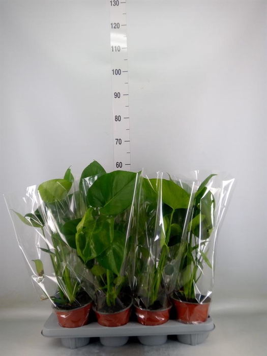 <h4>Monstera delic.</h4>