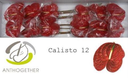 <h4>ANTH A CALISTO 12</h4>