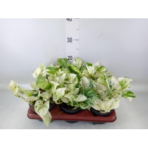 Epipremnum pinn. 'Happy Leaf'