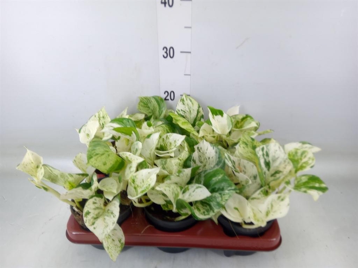 <h4>Epipremnum pinn. 'Happy Leaf'</h4>