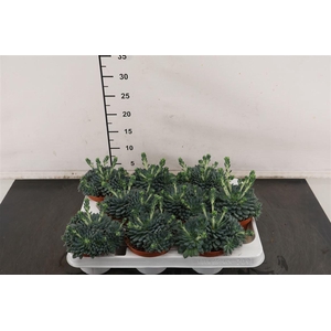 Echeveria 11 Cm. P. Rundelli + Knop