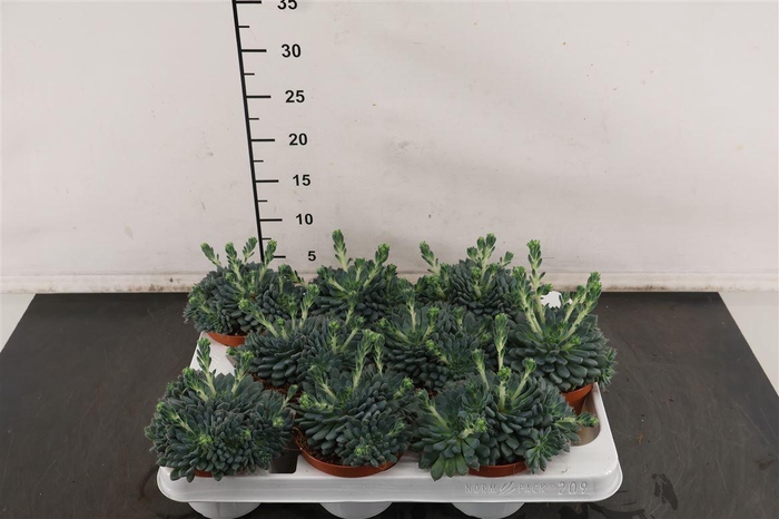 <h4>Echeveria 11 Cm. P. Rundelli + Knop</h4>