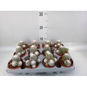 Mammillaria gracilis