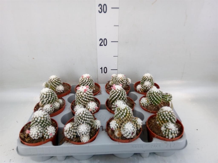 <h4>Mammillaria gracilis</h4>