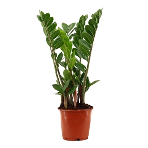 Zamioculcas 14 cm compact, 4+ veren
