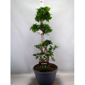 Ficus microcarpa 'Ginseng'