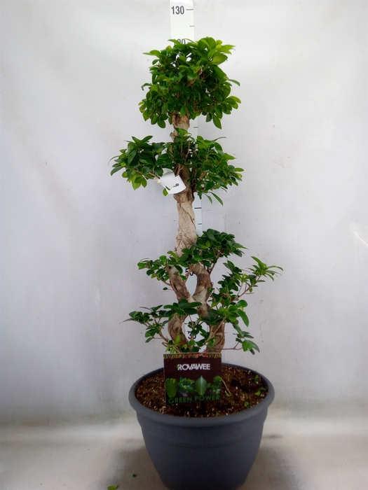 <h4>Ficus microcarpa 'Ginseng'</h4>