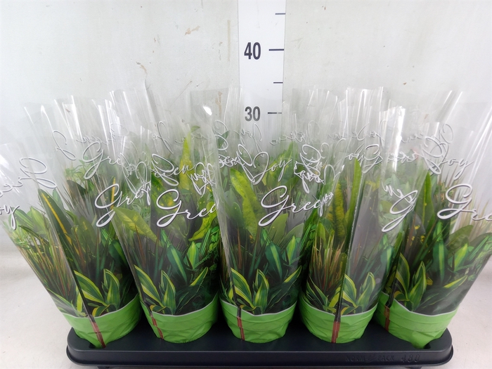 <h4>Codiaeum var. KL 'Sunny Star'</h4>