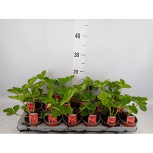 Fragaria ananassa 'Elsanta'